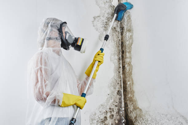 Crawl Space Mold Removal in Cedar Park, TX