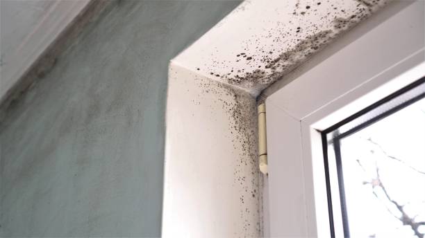 Best Emergency Mold Removal  in Cedar Park, TX