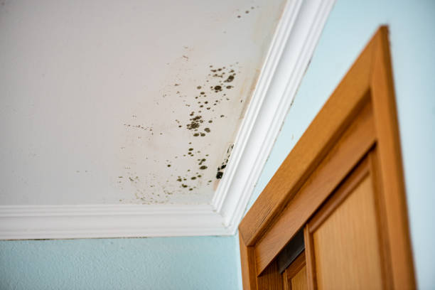 Best Mold Damage Repair  in Cedar Park, TX