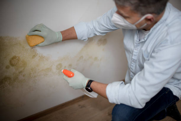 Best Fast Mold Removal  in Cedar Park, TX