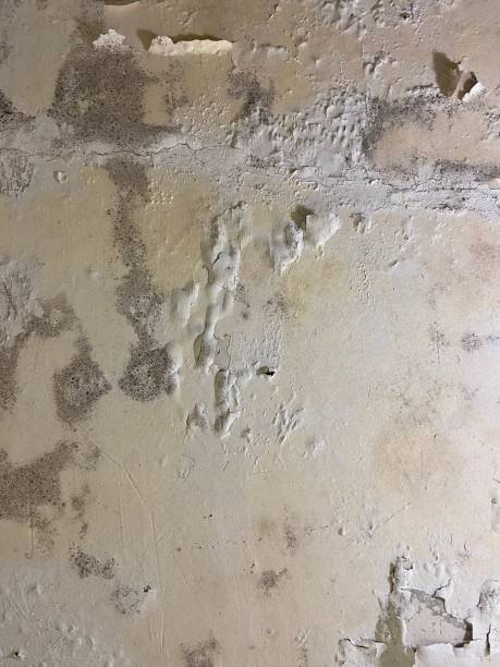 Best Mold Remediation Experts  in Cedar Park, TX