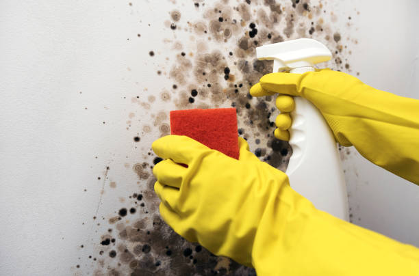 Professional Mold Removal in Cedar Park, TX