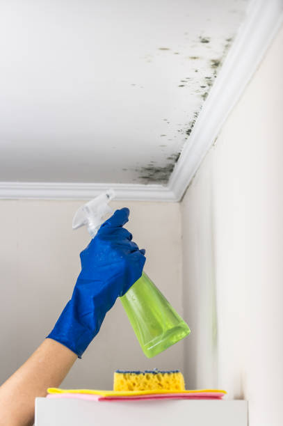Best Affordable Mold Removal  in Cedar Park, TX