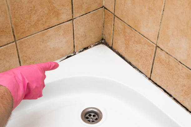 Best Toxic Mold Removal  in Cedar Park, TX